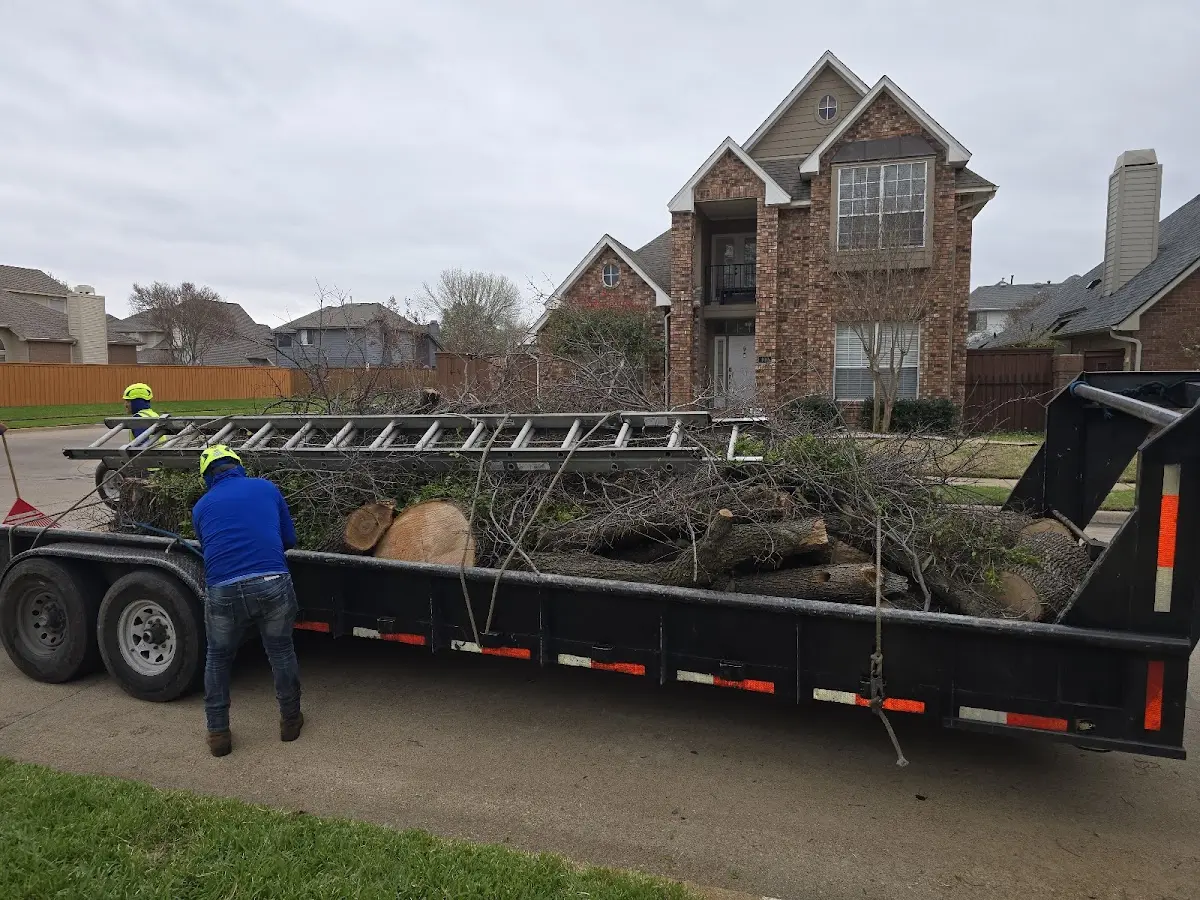 Expert Tree Removal with proper safety equipment in Beulah